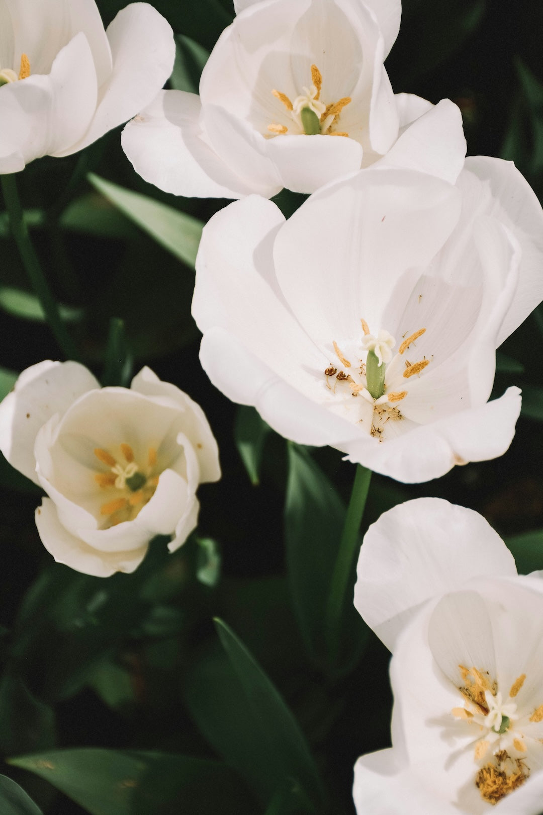 content-pixie-1EOT3htH3Eg-unsplash.jpg